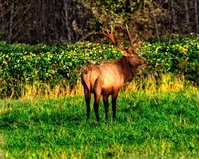 _20131002_21291_elk 3