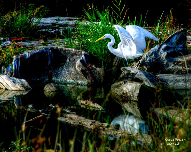 _20131009_21532_EGRET 1 (2) - Copy