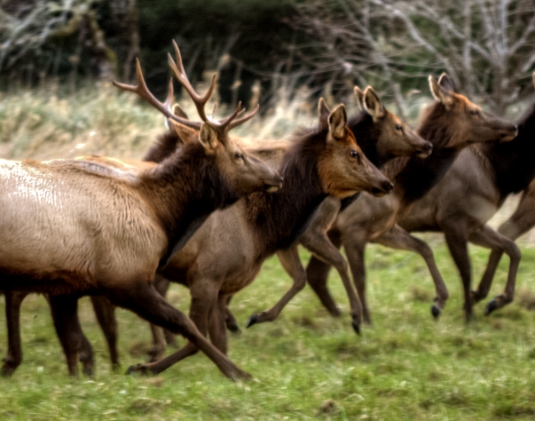_9764elk