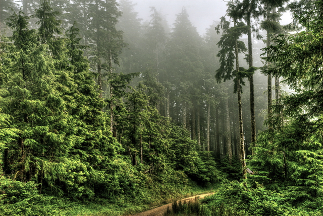 cascade-head-road-steve-poewr-812