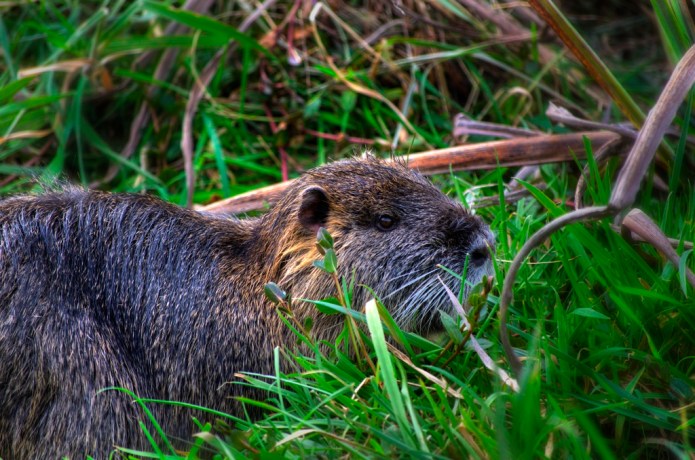 _20131126_23451_NEUTRIA 1