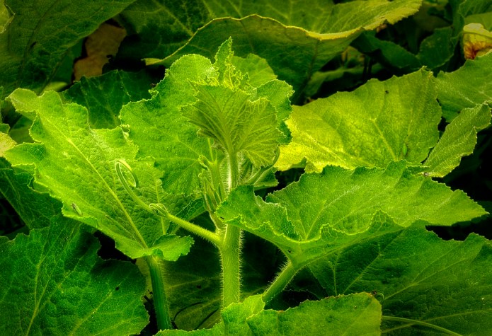 _20140926_31585_GARDEN 1